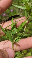 Dichanthelium lanuginosum