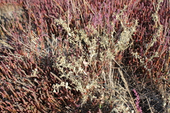 Atriplex pedunculata