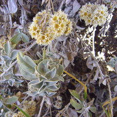 Helichrysum sutherlandii