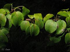 Pyrus cordata