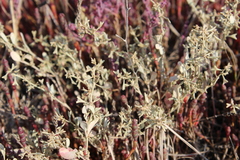 Atriplex pedunculata