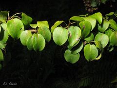 Pyrus cordata