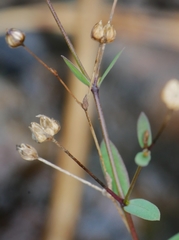 Linum catharticum