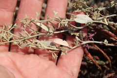 Atriplex pedunculata