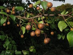 Pyrus cordata
