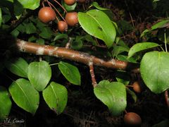 Pyrus cordata