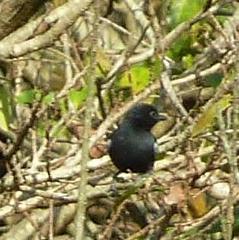 Melaniparus niger niger