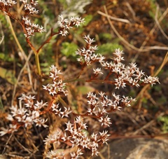 Goniolimon rubellum