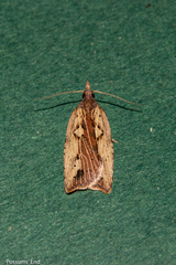 Planotortrix notophaea