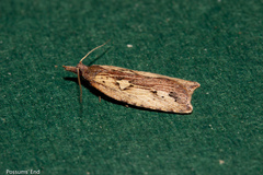 Planotortrix notophaea