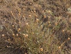 Psephellus trinervius