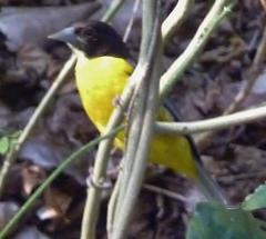 Ploceus bicolor bicolor