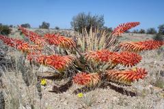 Aloe claviflora