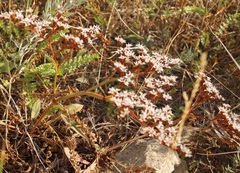 Goniolimon rubellum