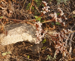 Goniolimon rubellum