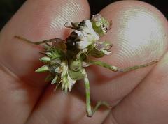 Pseudocreobotra wahlbergi