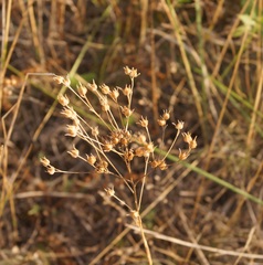Linum tenuifolium