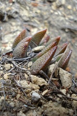 Rabiea difformis