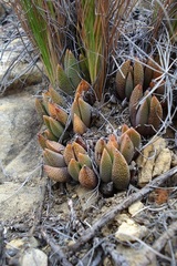 Rabiea difformis