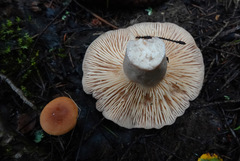 Lactarius flexuosus