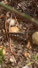 Psinidia fenestralis