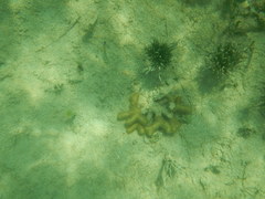 Porites divaricata