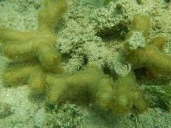 Porites divaricata