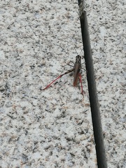 Chorthippus binotatus