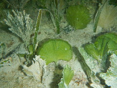 Udotea flabellum