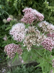 Eupatorium cannabinum