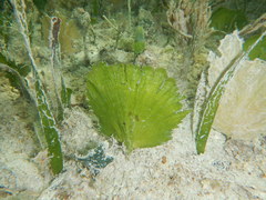 Udotea flabellum