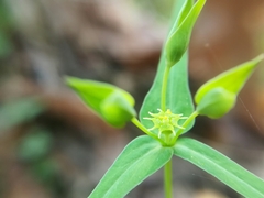 Euphorbia greggii