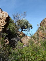 Cussonia paniculata paniculata