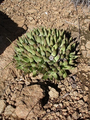 Mesembryanthemum albipunctum var. major Haw. 3