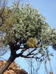 Cussonia paniculata paniculata