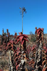 Aloe pearsonii