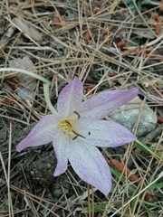 Colchicum bivonae