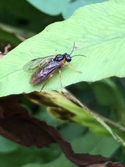 Monostegia abdominalis