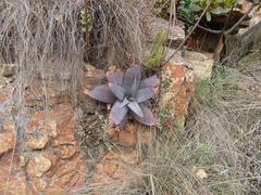 Aloe verdoorniae