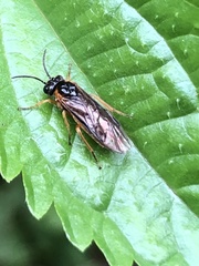 Monostegia abdominalis