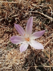 Colchicum bivonae
