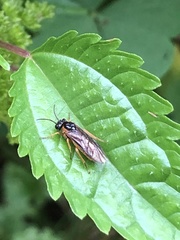 Monostegia abdominalis