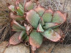Aloe verdoorniae
