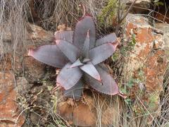 Aloe verdoorniae