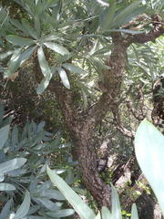 Cussonia paniculata paniculata