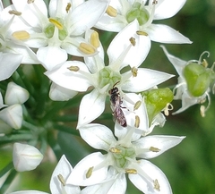 Hylaeus