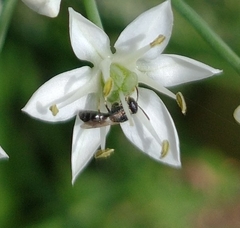 Hylaeus