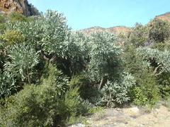 Cussonia paniculata paniculata
