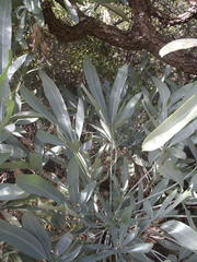 Cussonia paniculata paniculata
