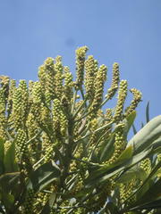 Cussonia paniculata paniculata
